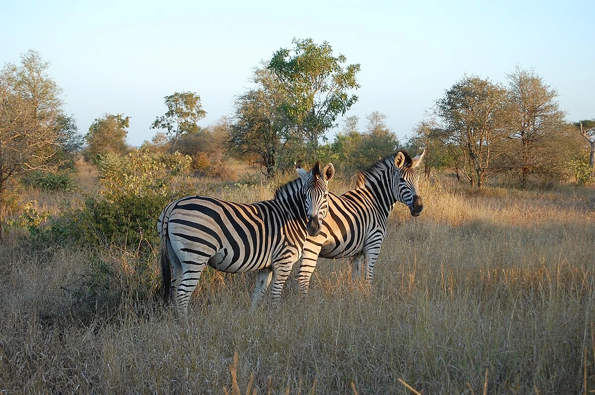 South Africa tour packages.