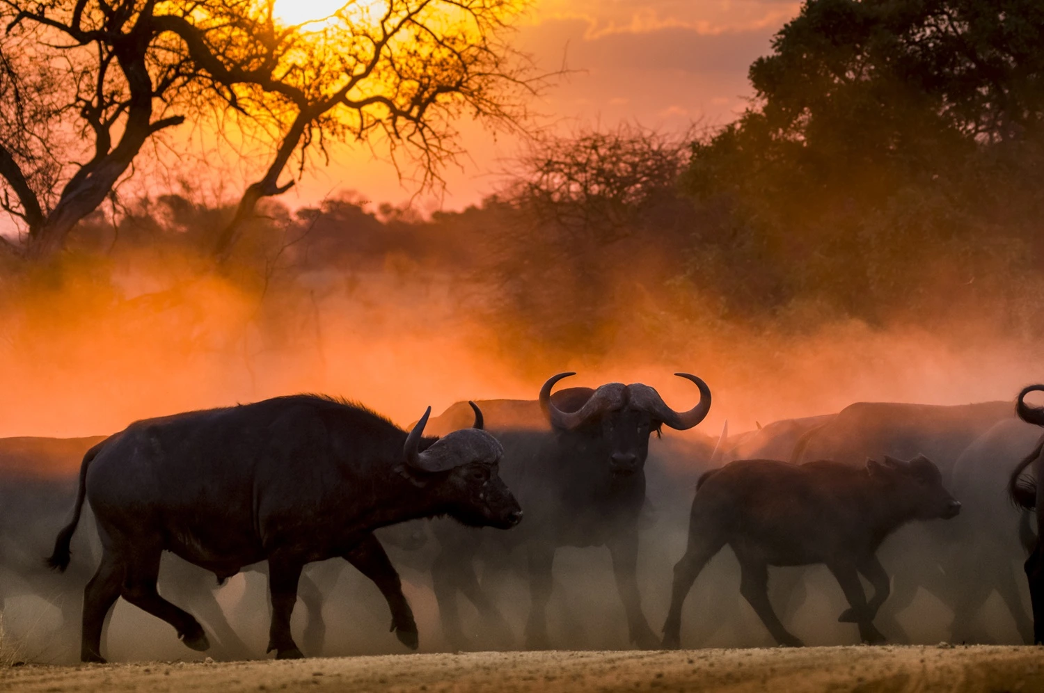 Best Africa Safari Tour Packages
