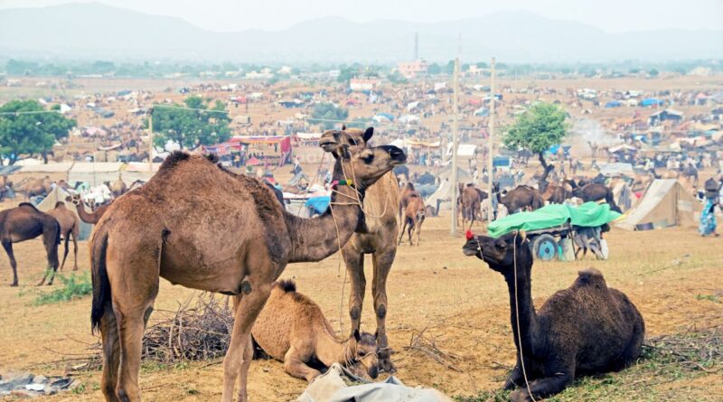 Experiencing the Glorious Golden Triangle Tour with Pushkar