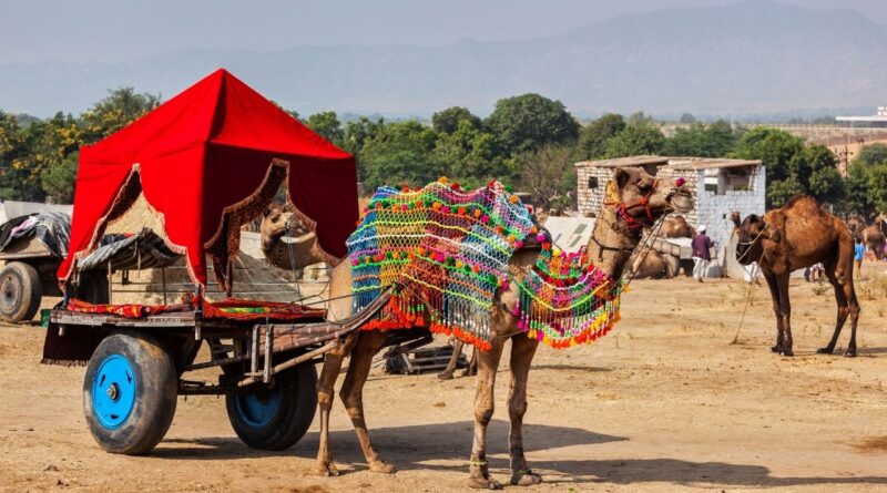 Pushkar Camel Fair 2023