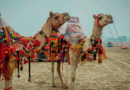 Pushkar Camel Fair 2025