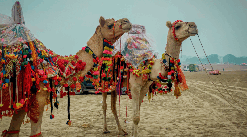 Pushkar Camel Fair 2025