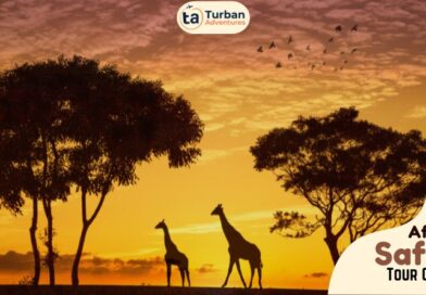 Ultimate Africa Safari Tour Guide for First-Time Travelers